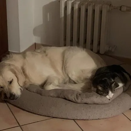 De Charme Avec Piscine Dans Un Environnement Bucolique Hébergement de vacances Les Forges (Vendee)